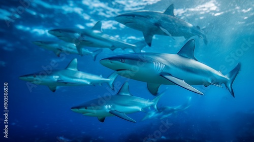 Wallpaper Mural dynamic school of sharks swimming in clear blue water close up Torontodigital.ca