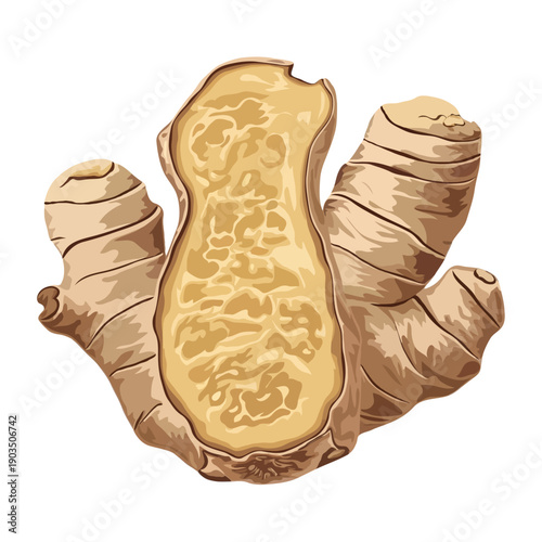 A close-up view of a peeled and segmented ginger root with its knobby fingers isolated on white background, Vector, illustration