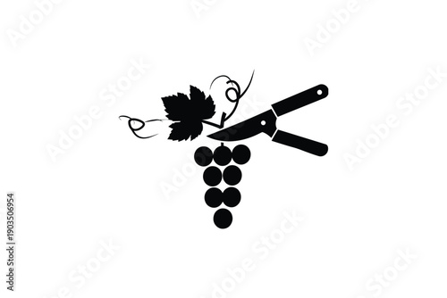 Black silhouette of grape bunch with vine and leaves, being cut by pruning shears