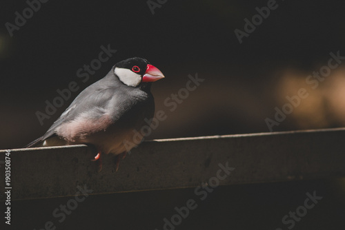 Beautiful Lonchura oryzivora bird, also known as Calafate,
featured among lush dark vegetation.