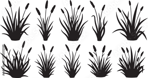 Set of cattail silhouettes on white background illustration design