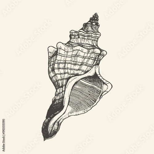 Vintage Hand Drawn Sea Shell Illustration, Antique Etched Conch Gastropod Sketch, Nautical Monochrome Marine Life Drawing for Coastal Decor and Graphic Design