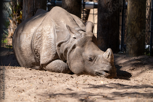 Εκτύπωση καμβά Greater One Horned Rhinoceros at Tamp Zoo, Florida