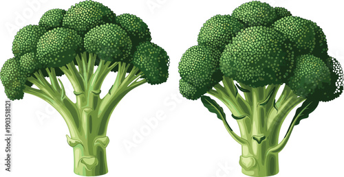Broccoli vegetable illustration, healthy food artwork, green floret design, nutrition plant graphic, organic diet vector, detailed botanical drawing
