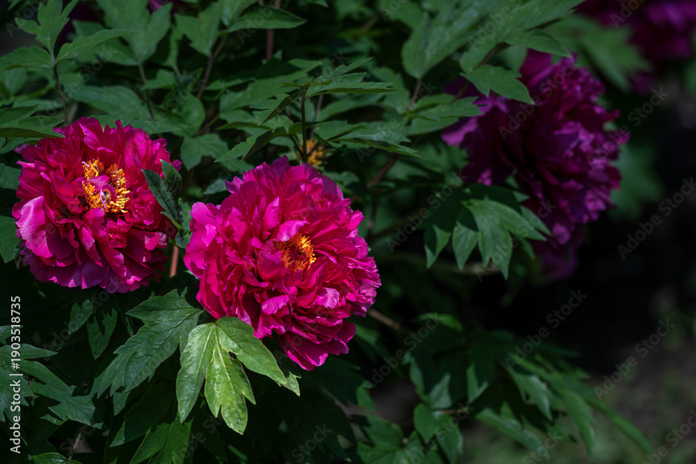 Obraz premium Peonies in full bloom in spring