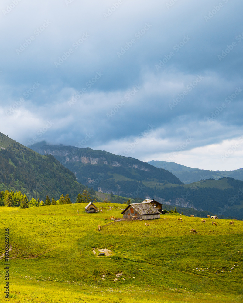 Obraz premium Alpine pasture with wooden huts and grazing cows near Brülisau, Appenzell Alps, Switzerland