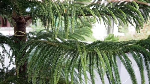 Rain drop on pine leaf.Norfolk Island pine (Araucaria heterophylla) green leaves background. It's also known as star pine, triangle tree or living Christmas tree, shallow dept of field.