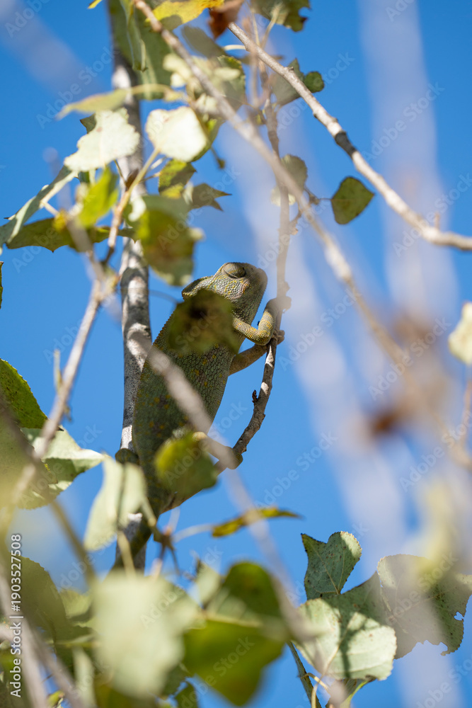 Obraz premium Green Chameleon Clinging to Tree Branch Under Bright Blue Sky with Sunlit Leaves, Detailed Reptile Texture and Natural Camouflage Captured in Vibrant Outdoor Close Up Scene