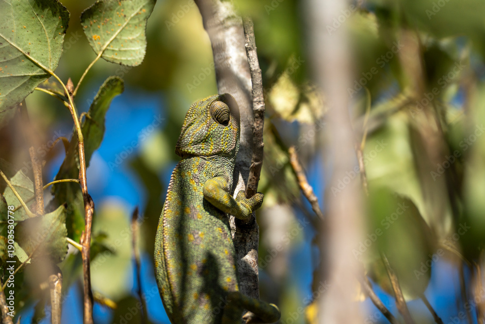 Fototapeta premium Green Chameleon Clinging to Tree Branch Under Bright Blue Sky with Sunlit Leaves, Detailed Reptile Texture and Natural Camouflage Captured in Vibrant Outdoor Close Up Scene
