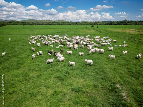 Vista aérea com drone de um grande rebanho de gado em pastagem verde, em área rural sob céu azul com nuvens. Cena típica do campo brasileiro, destacando pecuária, criação de bovinos e produção.