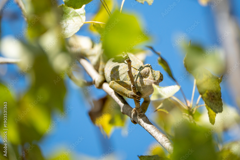 Fototapeta premium Green Chameleon Clinging to Tree Branch Under Bright Blue Sky with Sunlit Leaves, Detailed Reptile Texture and Natural Camouflage Captured in Vibrant Outdoor Close Up Scene