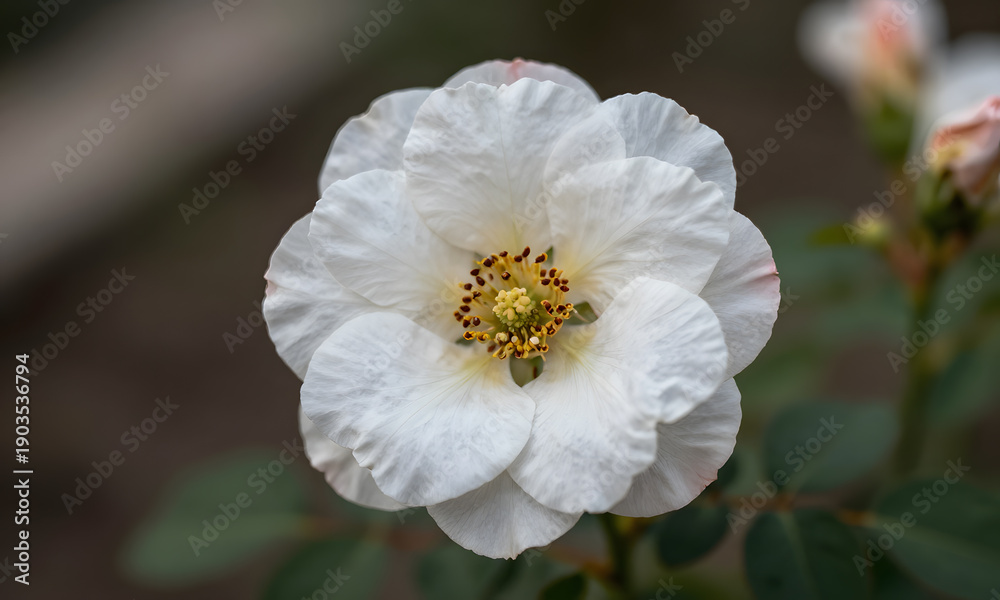 Obraz premium Pure White Rose