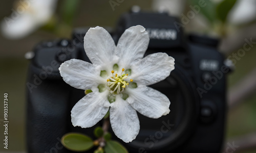Photographers Delight - Cherry Blossom Meets Camera