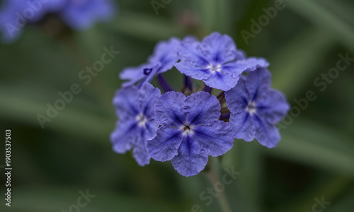 Blue Bellflowers in a Garden