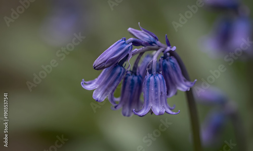 Violet Blooms in Rain