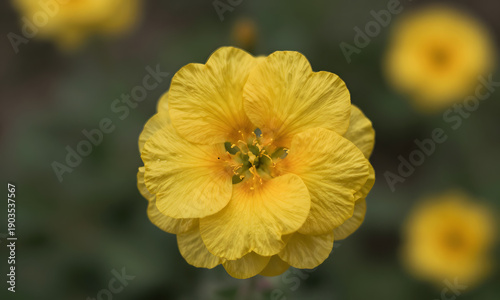 Yellow Daffodils in Bloom