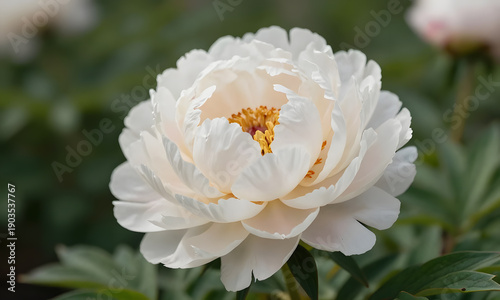 Blooming Peach Blossom