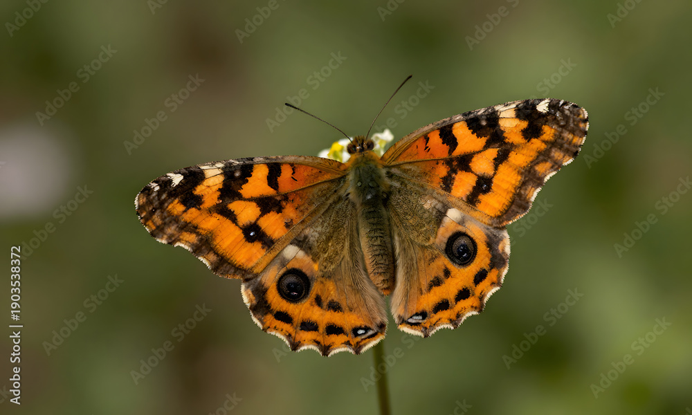 Obraz premium Brightly Colored Butterfly with Spots