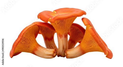 Foto Vibrant orange chanterelle mushrooms isolated PNG on transparent background, edi