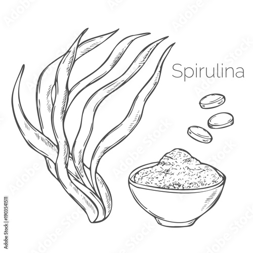 Hand-drawn spirulina sketch, seaweed collection. Black and white vector sketch of underwater sea weed