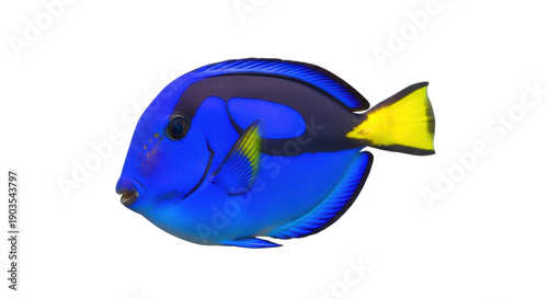 Photos Vibrant blue tang fish isolated PNG, a colorful tropical reef fish with yellow t