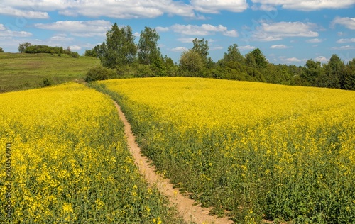 Field rapeseed canola colza Brassica napus path way