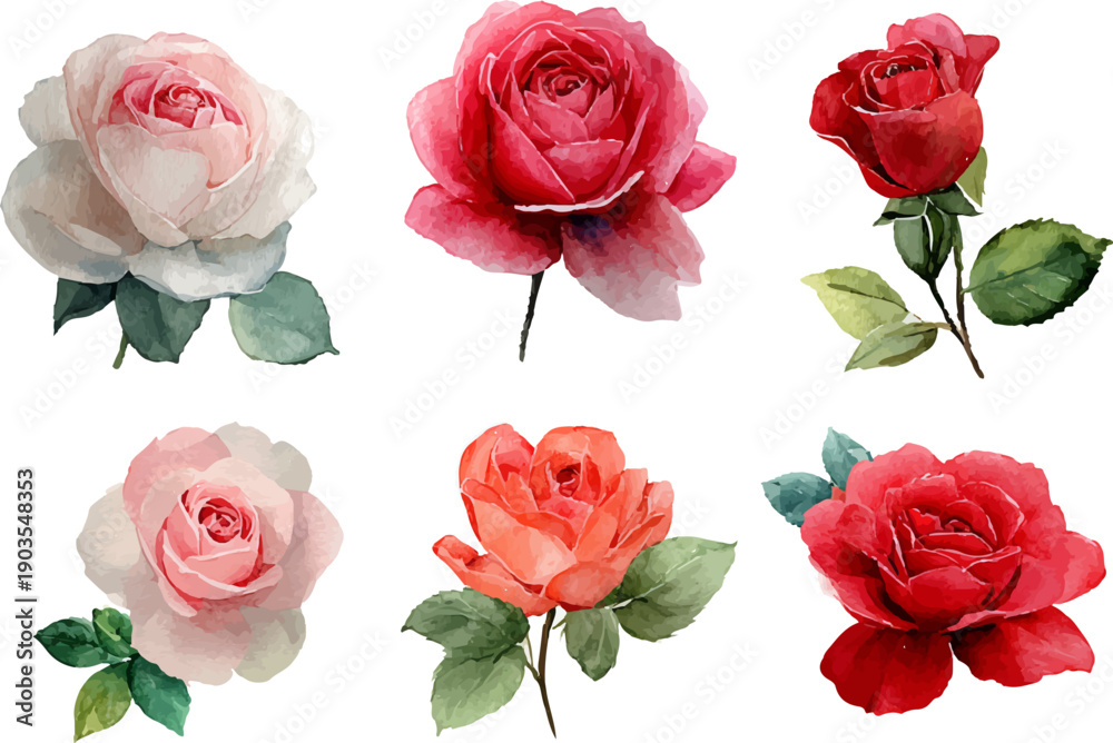 Fototapeta premium set of roses isolated on white