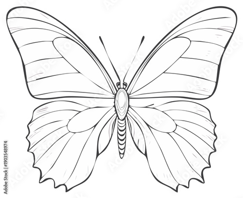 Elegant line art drawing of a butterfly with detailed wings and body