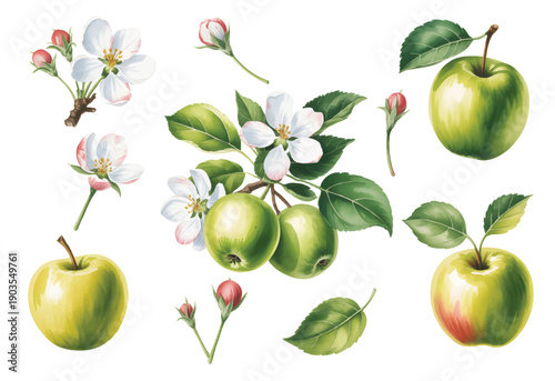Fresh green apples and apple flowers in natural watercolor style. Botanical green apple fruits.