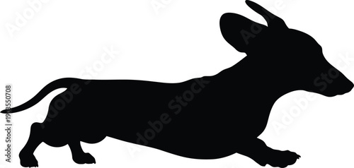 Silhouette of a running donkey or mule with ears up and tail extended