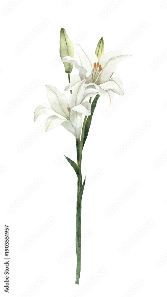 Obraz premium Handpainted Watercolor White Easter Lily Flowers. Botanical illustration. Isolated on a transparent background
