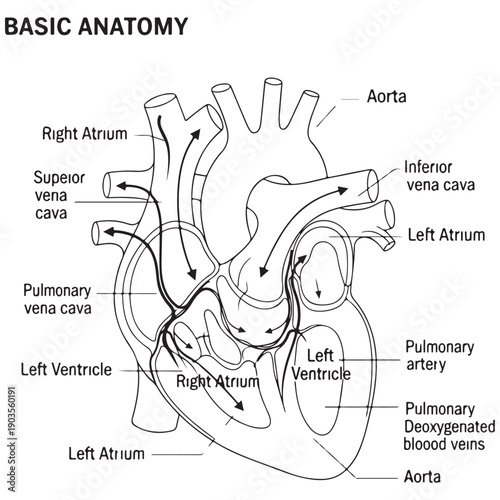 Detailed Human Heart Anatomy Diagram with Labels and Blood Flow Arrows, Minimalist Black and White Medical Illustration for Educational Biology and Healthcare Learning Resources.