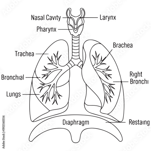 Detailed human respiratory system diagram with anatomical labels showing the structure of lungs, trachea, and diaphragm in a clean black and white line art style for educational use.