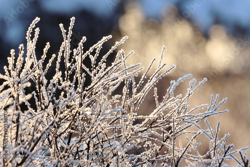 Frost on the branches of an ornamental bush in the garden