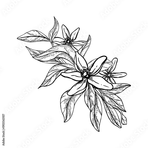 Blooming citrus flowers on branch with leaves monochrome vector isolated illustration. Etching drawing of lemon, mandarin orange blossoms line art for organic cosmetics, herbal tea label