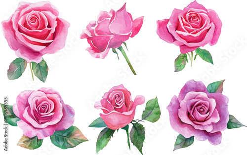 set of roses vector illustration