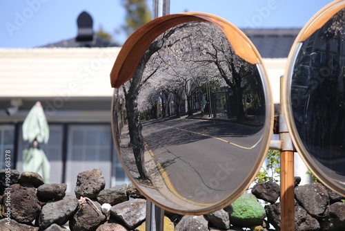 Photography 도로 거울에 반사된 벚꽃길, 이색적인 풍경을 연출한다. 화사한 봄날, 만끽할 수 있는 벚꽃길, 설렌다.