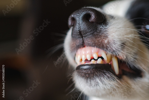 Dangerous angry dog. Aggressive puppy dog border collie baring teeth fangs looking aggressive dangerous. Guardian growling scary dog ready for attack. Pet infected by rabies..