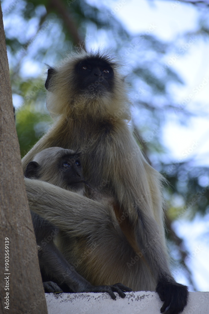 Fototapeta premium Female Primate monkey feeding baby primate langur monkey 