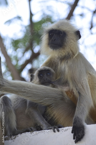 Close up shots of mother Langur monkey feeding her Baby Langur monkey
