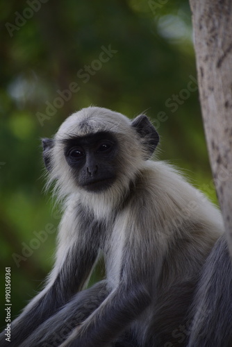 Close up of Langur Monkey which is called primate monkey or leaf eating monkey