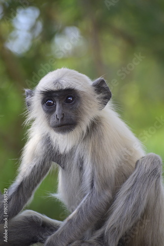 Close up of Langur Monkey which is called primate monkey or leaf eating monkey