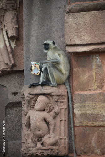Langur Monkey with a biscuit packet in hand at a Indian Chola historic temple in Madhya Pradesh