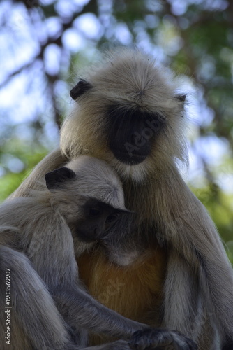 Close up shots of mother Langur monkey feeding her Baby Langur monkey