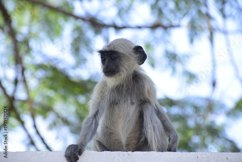 Baby Langur Monkey