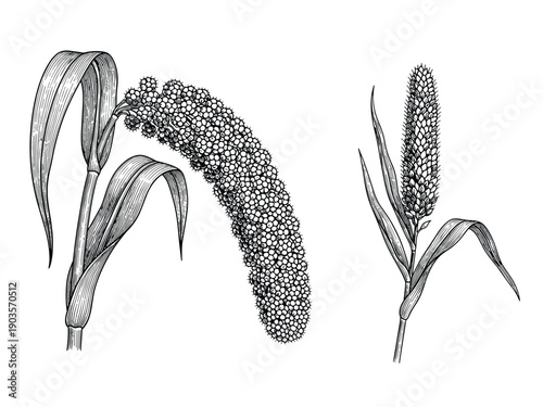 Vector vintage illustration of two cereal plants with grain clusters
