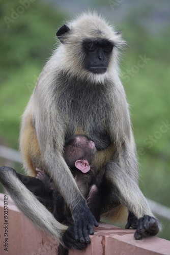 Mother Langur feeding her baby langur sitting on a wall of historic monument