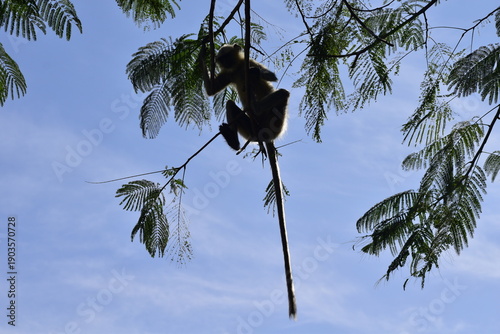 Langur Monkey silhouette hanging on a tree branch in forest