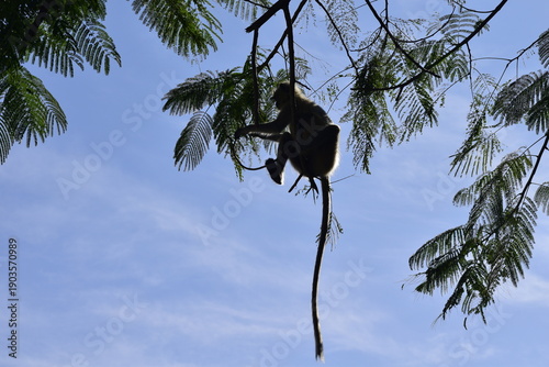 Langur Monkey silhouette hanging on a tree branch in forest