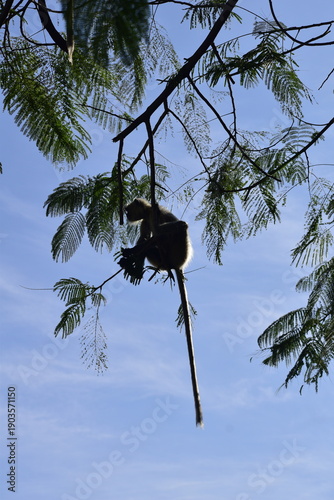 Langur Monkey silhouette hanging on a tree branch in forest